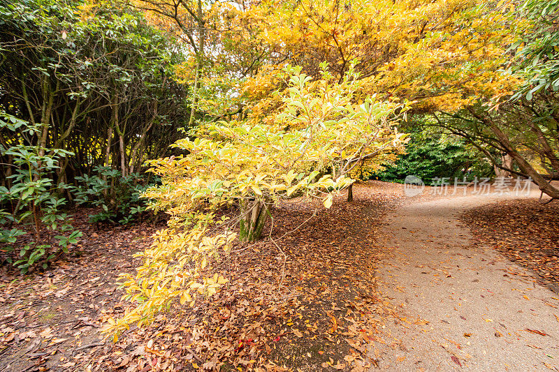 在英国东苏塞克斯郡谢菲尔德公园的中国恩kianthus chinensis